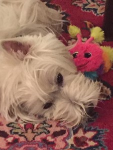 Westy dog relaxing on a rug